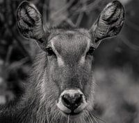 Waterbuck in black and white