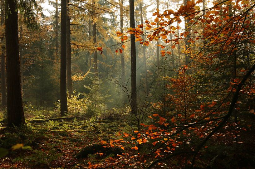 Forest at Beetsterzwaag by Pim van der Horst