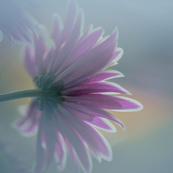 Blume von Paquita Six
