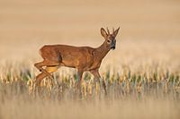 ein Reh bock (Capreolus capreolus) spingt auf einem abgeernteten Weizenfeld