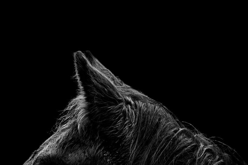 Kunstvolle Pferdeohren mit Low-Key-Belichtung von Femke Ketelaar