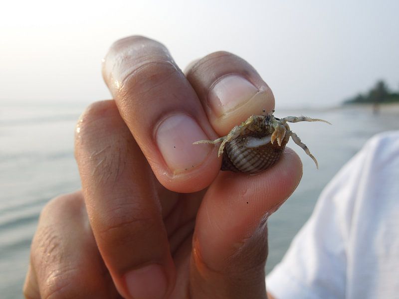 Krab in Maleisië  par Lin McQueen