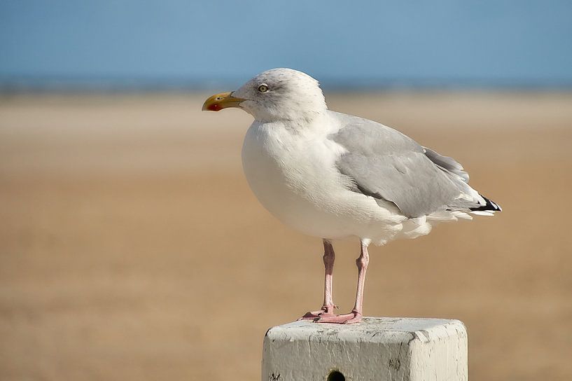 Meeuw op strandpaal by Ad Jekel