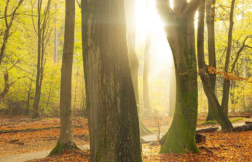 Speulder- en Sprielderbos (Pays-Bas) par Marcel Kerdijk