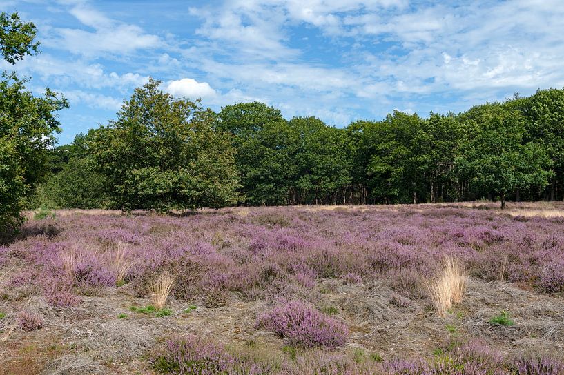 Sallandse Heuvelrug National Park Netherlands by Richard Wareham