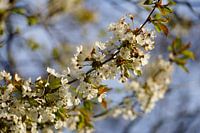 Zweig mit weißer Blüte