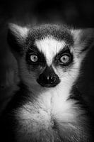 Staring right back at you!