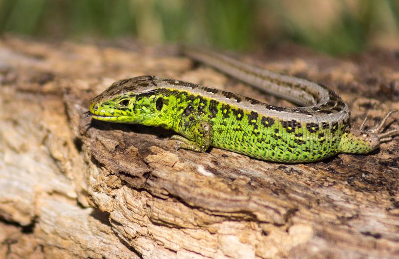 Groene zandhagedis  by Jamie Lebbink
