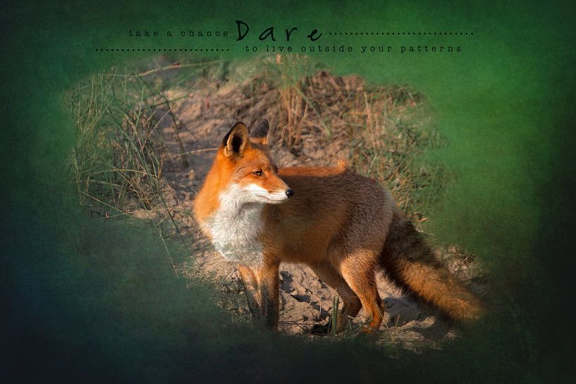 Le renard sous le soleil de la fin de l'été par Carla van Zomeren