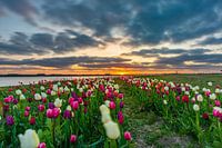 Champ de tulipes à Zeewolde. Flevoland