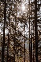 Licht, das durch die Bäume scheint | Die Ardennen in Belgien