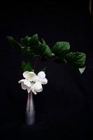 Vase mit weißer Blüte