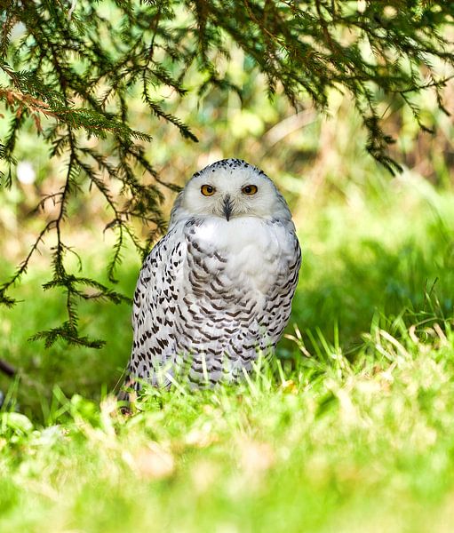 Animals by Einhorn Fotografie