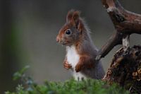 Eichhörnchen im Wald