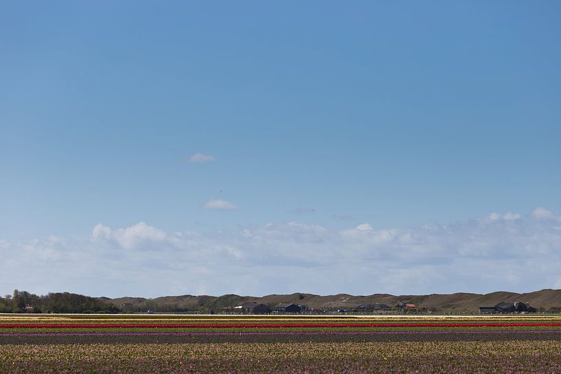 Bollenvelden par Robert van Grinsven
