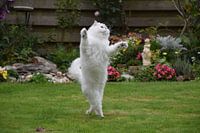 Sprung ist in der Luft