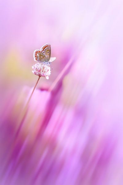 Zarte Schönheit von Bob Daalder