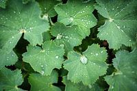 Tautropfen auf Frauenmantel