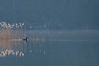 Black-throated Loon / Arctic Loon ( Gavia arctica ), swimming in front of a reed belt, on a hazy mor