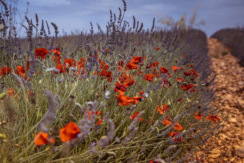 Lavendelfeld mit Mohn von Menno Janzen