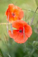 Coquelicot