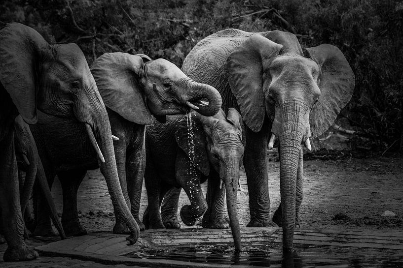 Drinking elephants by Kim de Vos  - Carpe Diem