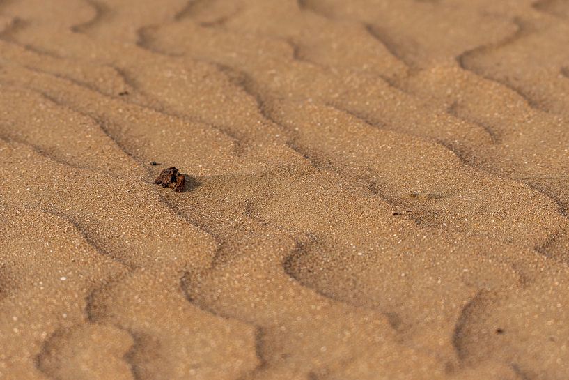 sable ondulé par Merijn Loch