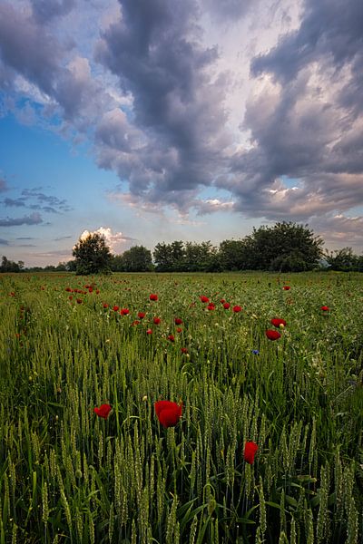 Poppy Field by Rilind Hoxha