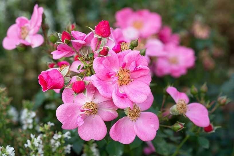 Strauchrose, Rosa patio von Alexander Ludwig