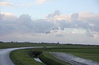 Texel Landscape 066