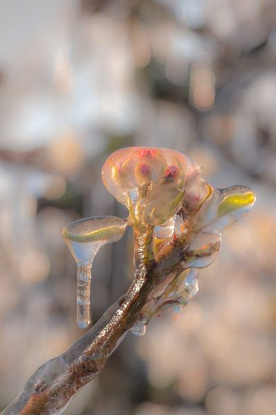 Irriguer les fleurs dans la Betuwe par Moetwil en van Dijk - Fotografie