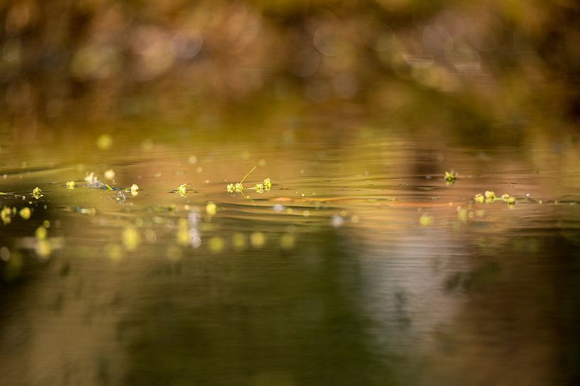 Fluff on the water by Annemarie Goudswaard