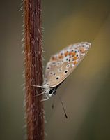 Schmetterling auf einem dornigen Zweig