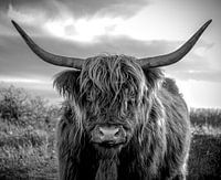 Scottish Highlander