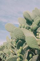 Afrique du Sud - impression 'Cactus garden' | Photographie de voyage