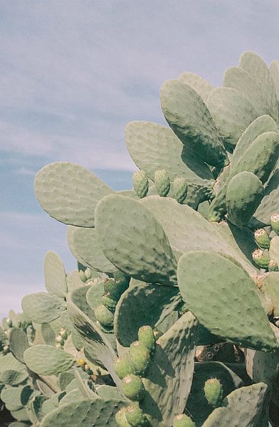 Afrique du Sud - impression 'Cactus garden' | Photographie de voyage par Emma van der Schelde