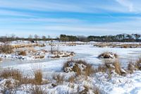 Hatertse und Overasseltse Vennen an einem schönen Wintermorgen mit Raureif