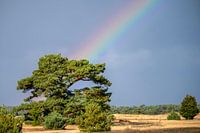 Arbre arc-en-ciel