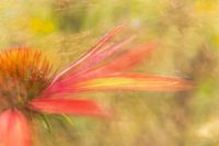 Sonnenhut fast abstrakt