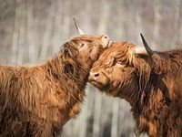 Scottish Highlanders, le bonheur du début du printemps