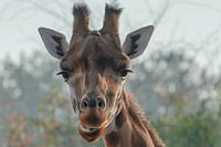 Die Giraffe schaut dich beim Essen an