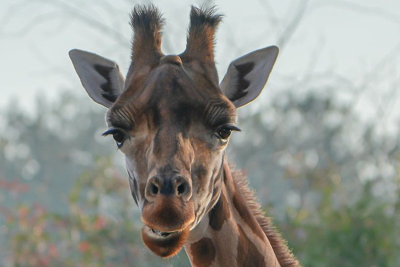 Die Giraffe schaut dich beim Essen an von Isabella Robbeson