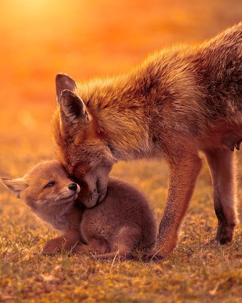 Moment intime entre la mère Fox et son petit au coucher du soleil par Patrick van Bakkum