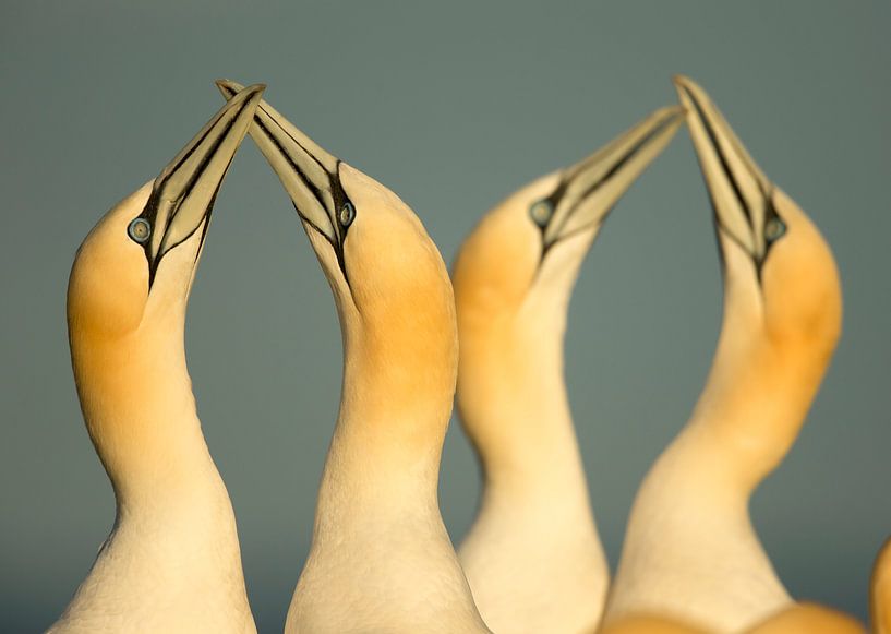 Displaying Northern Gannets (Morus bassanus) by Beschermingswerk voor aan uw muur