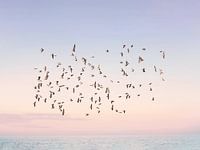 Flug in den Sonnenuntergang