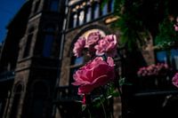 Roze bloemen met prachtige achtergrondgevel 