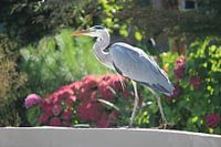 Reiger op rand van een brug