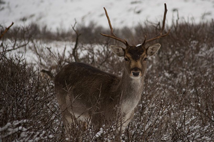 Damhert par Niki Radstake