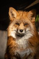 Fuchs