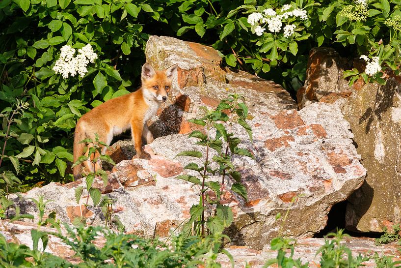 Red fox cub on a wall by Pim Leijen